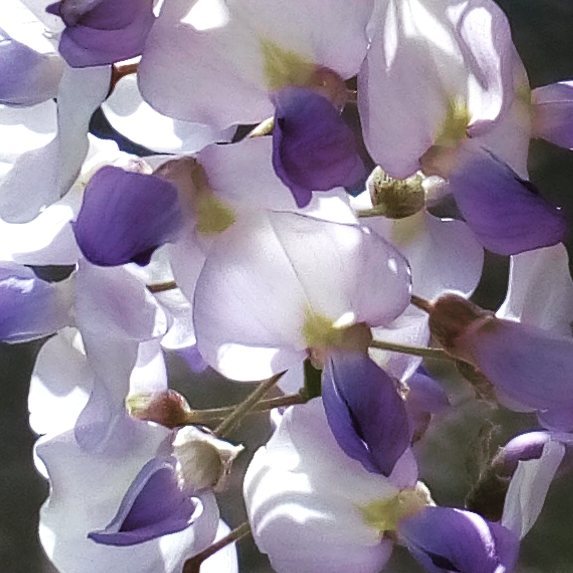 18444256_333116660439331_6692048325547393024_n